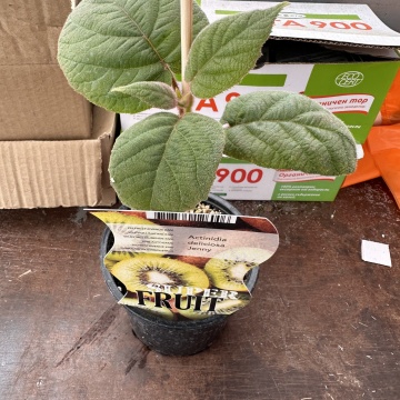 Зрели чепки на Киви сорт Джени Kiwi Actinidia deliciosa Jenny – детайл