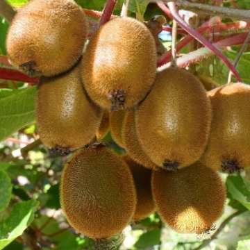 Киви сорт "Джени" Kiwi Actinidia deliciosa Jenny