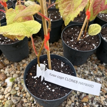 Киви сорт Hayward CLONE8 в плододаване – киви от RAZSADI.online