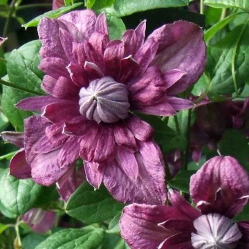 Клематис сорт "Purpurea Plena Elegans"