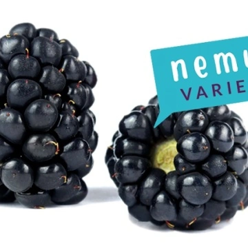 Къпина сорт Nemus