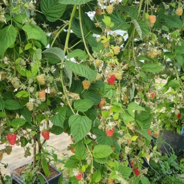 Купи Малини сорт Husaria онлайн от RAZSADI.online – качествен разсад малина на топ цена