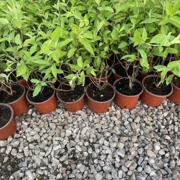 Хортензия Мохито (Hydrangea pan. Mojito®) в саксия – хортензия готов за тераса | RAZSADI.online