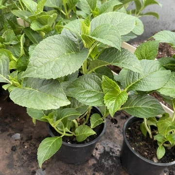 Хортензия “Горещо Червен” Hydrangea macrophylla Hot Red ® в саксия – хортензия готов за тераса | RAZSADI.online