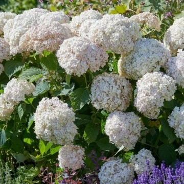 Хортензия arborescens Candybelle Marshmallow в цъфтеж в градината – ефектен сорт