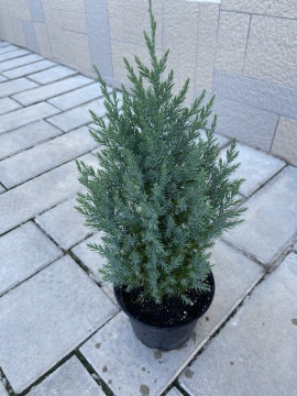 Юниперус Стрикта (Juniperus chinensis Stricta) - Img 2