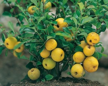 Японска дюля Цидо(Chaenomeles japonica 'CIDO') - Img 4