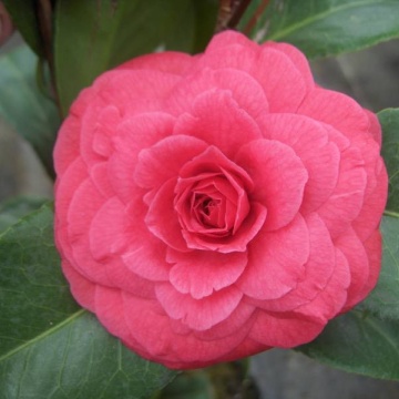 Camellia j. 'Principessa Baciocchi'