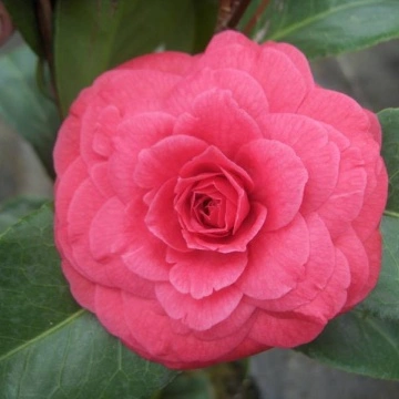 Camellia j. 'Principessa Baciocchi'