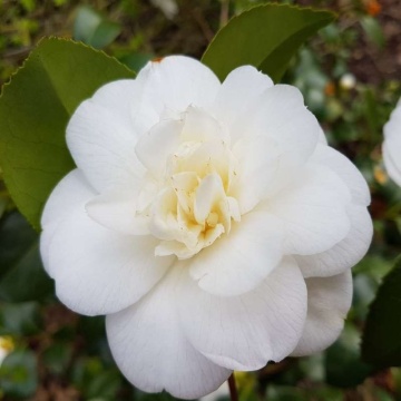 Camellia varietate j. "Nobilissima - Img 1