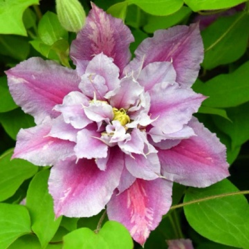 Clematis 'Piilu' - Img 1