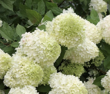Hydrangea paniculata 'Limelight' - Img 4