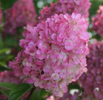 Hydrangea paniculata 'Sundae Fraise' - Img 1