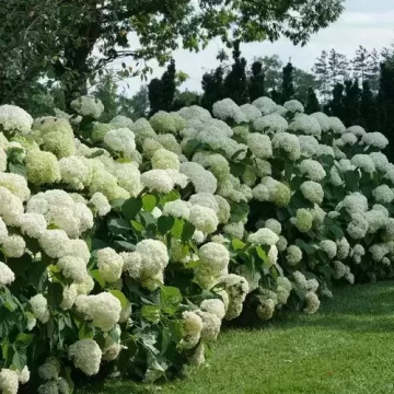Hydrangea varietatea Arborescens Annabelle - Img 2