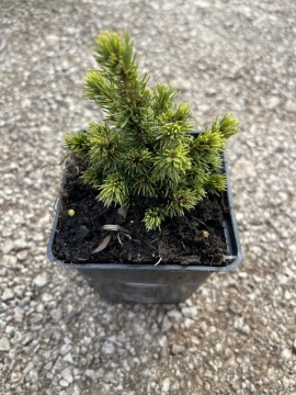 Picea glauca 'Alberta Globe' - Img 1