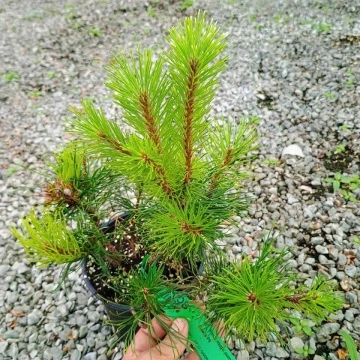 Pinus Mugo Pumilio – бор разсад в саксия | RAZSADI.online