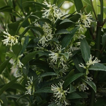 Sarcococca ruscifolia var. chinensis "Dragon Gate" - Img 1