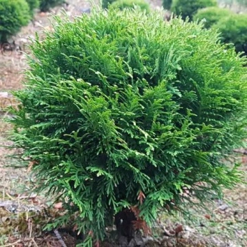 Thuja occidentalis „Danica“
