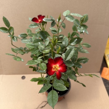 Varietate de trandafir "Everglow Ruby - Img 3