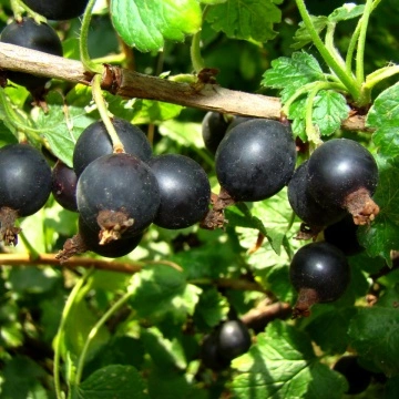 Йостабери (Ribes × nidigrolaria Josta)