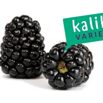 Къпина сорт Kalika