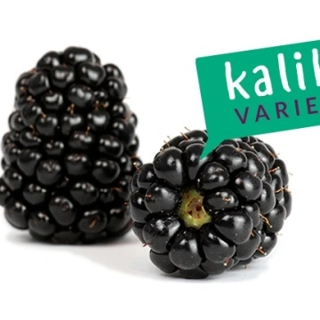 Къпина сорт Kalika