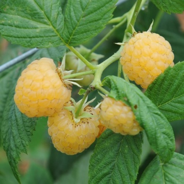 Малини сорт "Yellow Sugana" - Img 2