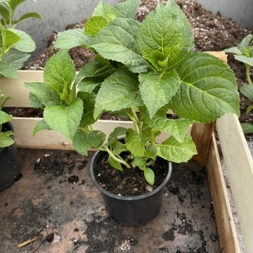 Хортензия “Горещо Червен” Hydrangea macrophylla Hot Red ® – хортензия с гарантирано качество от RAZSADI.online