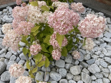 Хортензия arborescens "Candybelle Marshmallow" - Img 4