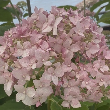 Хортензия arborescens "Candybelle Marshmallow"