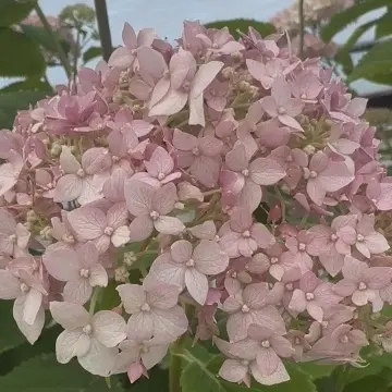 Хортензия arborescens "Candybelle Marshmallow"
