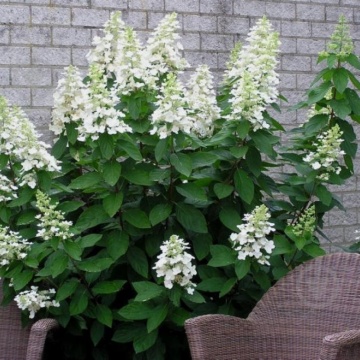 Хортензия paniculata Unique“ – топ хортензия на най-добра цена от RAZSADI.online България
