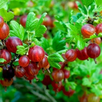 Зрели плодове на Цариградско Грозде сорт Hinnonmaki Red“ – детайл от реколтата