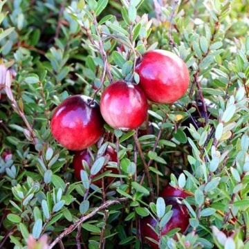 Червена боровинка сорт Early Black/Vaccinium macrocarpon Early Black | разсад боровинка с експресна доставка от RAZSADI.online