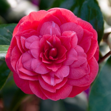 Близък план на цвета на Camellia j. Principessa Baciocchi – камелия в RAZSADI.online
