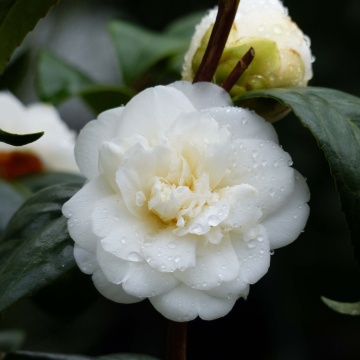 Camellia varietate j. "Nobilissima - Img 2