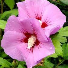 Hibiscus soiul 'Woodbridge' - Img 2