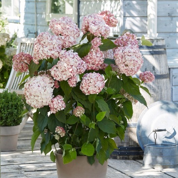 Hydrangea arborescens CB® Bubblegum