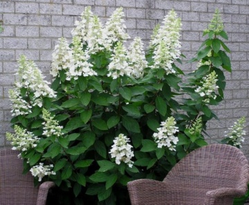 Hydrangea paniculata 'Unique' - Img 2