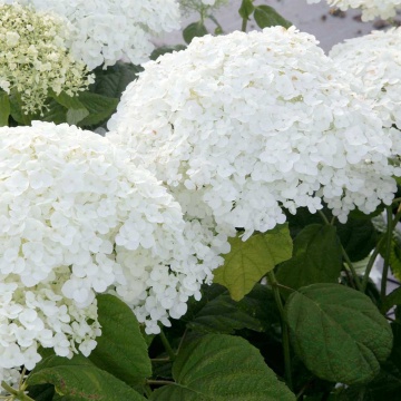 Hydrangea varietatea Arborescens Annabelle - Img 3
