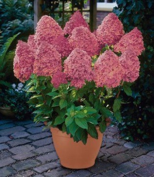 Hydrangea varietatea "Magical Fire" - Img 2