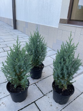 Juniperus chinensis Stricta - Img 3