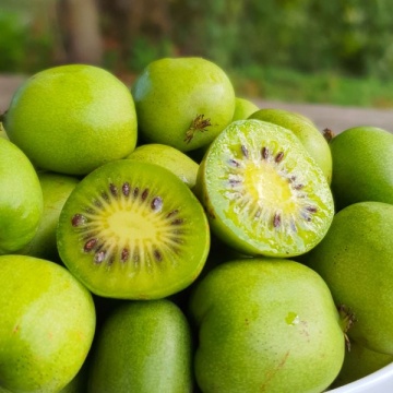 Kiwi kolomikta "Sentyabraskaya" - Img 1