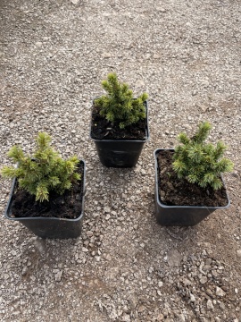 Picea glauca 'Alberta Globe' - Img 3