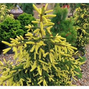 Иглолистна корона на Picea orientalis Aureospicata – детайл
