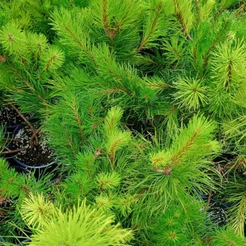 Pinus Mugo Pumilio