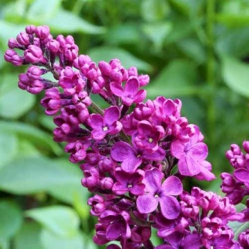 Syringa v. 'Prince Wolkonsky' - Img 1