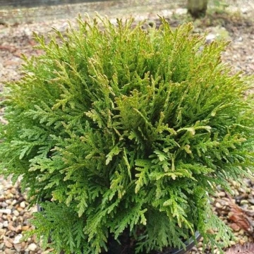 Иглолистна корона на Thuja occidentalis Danica“ – детайл