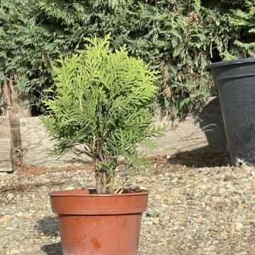 Корен и стъбло на Thuja occidentalis Danica“ – здрав иглолистен сорт | RAZSADI.online
