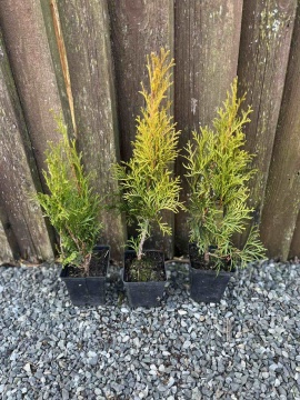 Thuja Smaragd (40 cm.) - Img 2